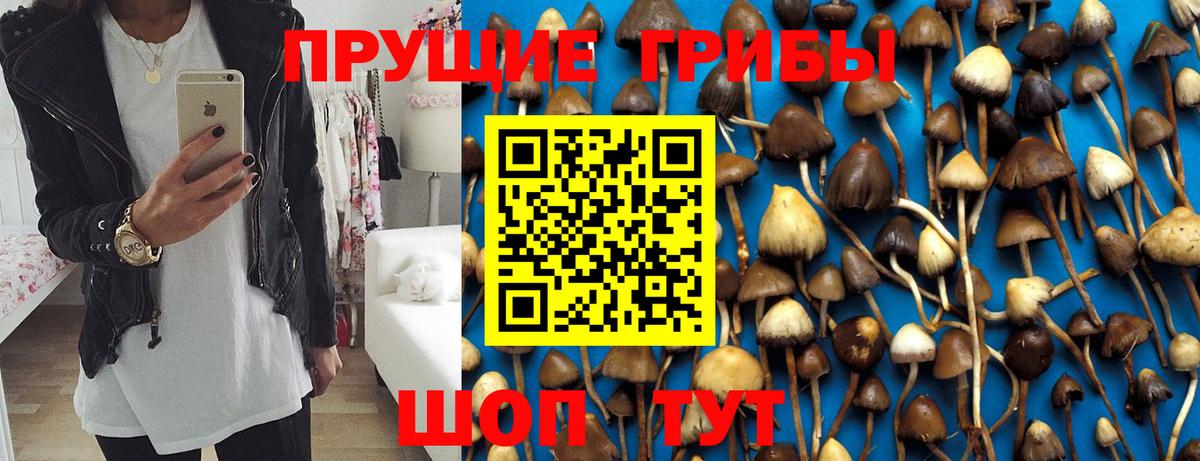 Галлюциногенные грибы Psilocybine cubensis  Вход с VPN  Отрадный 